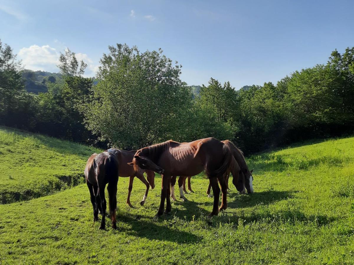 Agriturismo Antica Corte Montatteglia 外观 照片